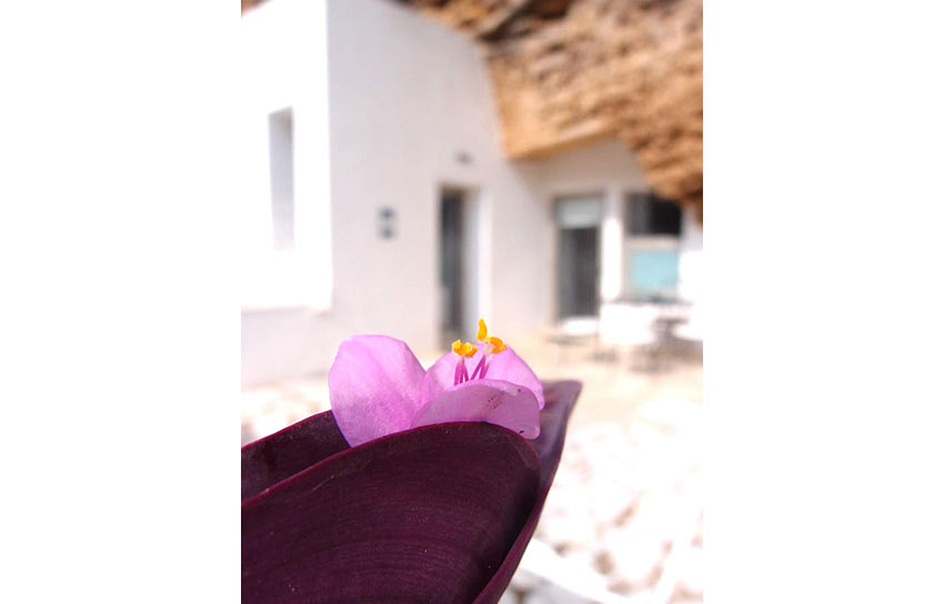 13-detalle-flor-casa-tierra-cordoba